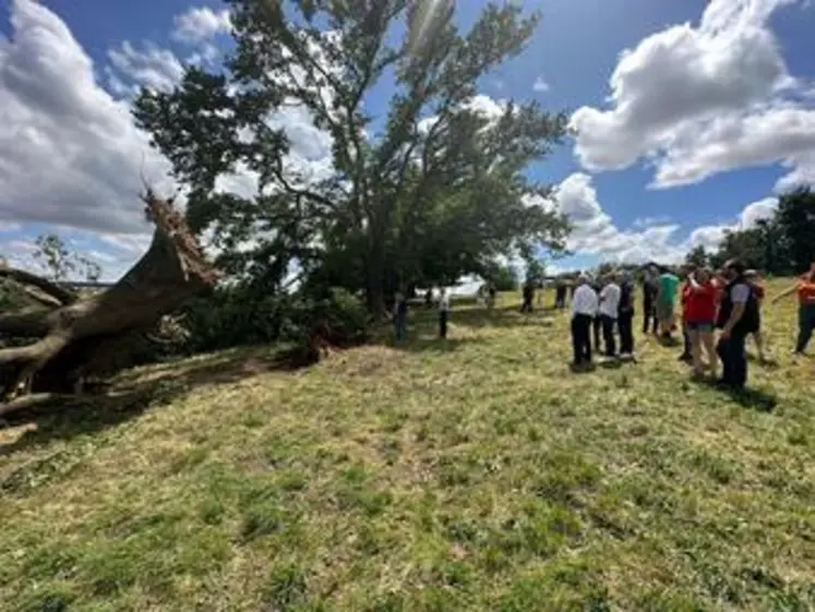 arbre déraciné par l'orage