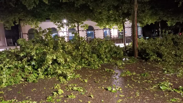 des branches d'arbres recouvrent une place de centre-ville