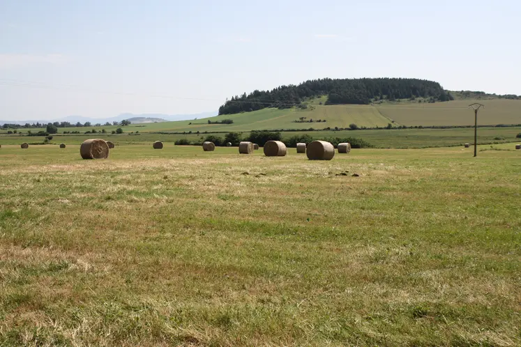 Paysage agricole