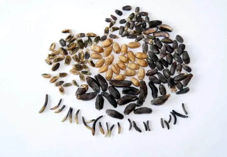 Les différentes catégories de sclérotes.