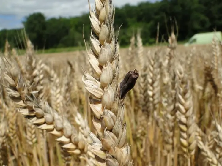 sclérotes dans épis de culture