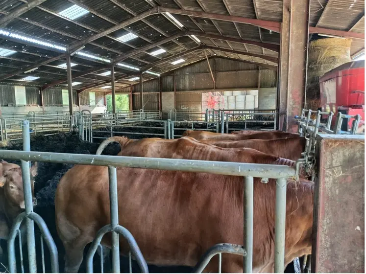 Stigmates sur des vaches atteintes par des grêlons