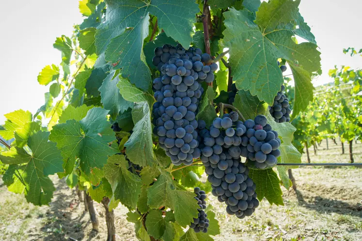 grappes de raisins dans l'aoc côtes d'auvergne