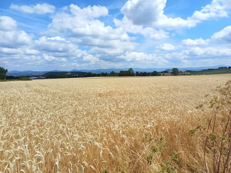 Cette espèce de punaises éclot dans les chaumes de céréales ou de colza et se propage ensuite dans les espaces environnants.