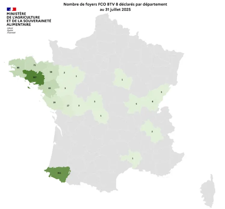 Comme la MHE, la FCO 3 et la FCO 8, transmises par des moucherons (Culicoïdes), continuent de circuler sur le territoire.