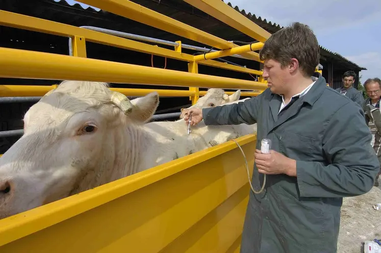 Le ministère de l'Agriculture recommande à tous les éleveurs de ruminants de vacciner leurs animaux pour limiter l'expansion de la maladie. 