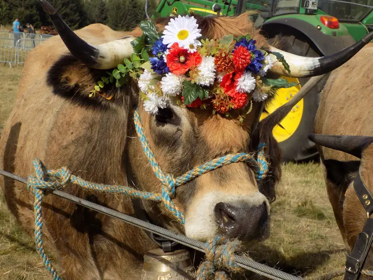 Ultime a été couronnée Miss de l'évènement. 