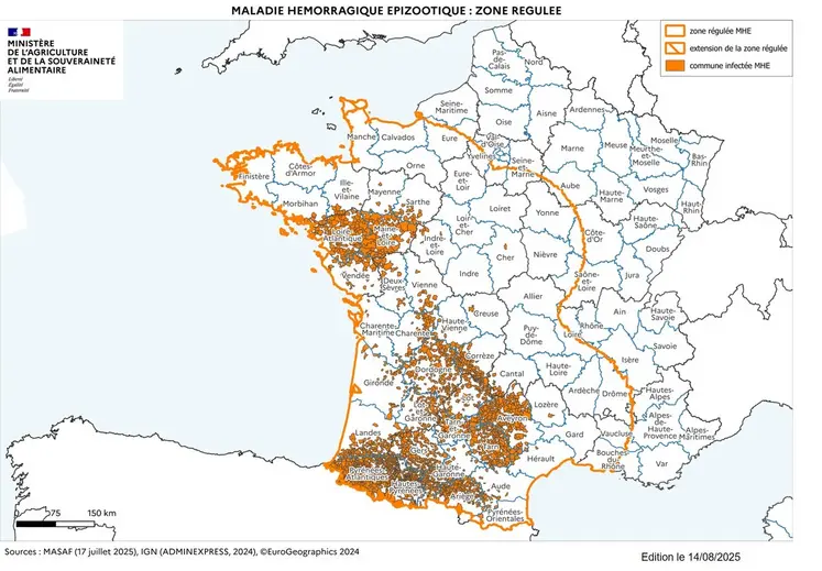 Comme attendu, on observe une recrudescence des foyers de FCO 3 et 8, y compris en Creuse. Pour la DNC, on compte 75 foyers dans 40 élevages au 18/08/2025, la vaccination semble commencer à démontrer son efficacité. La situation évolue chaque semaine et dès qu’un foyer est déclaré, la zone régulée peut être adaptée. N’hésitez pas à consulter régulièrement les cartes sur www.gdscreuse.fr.