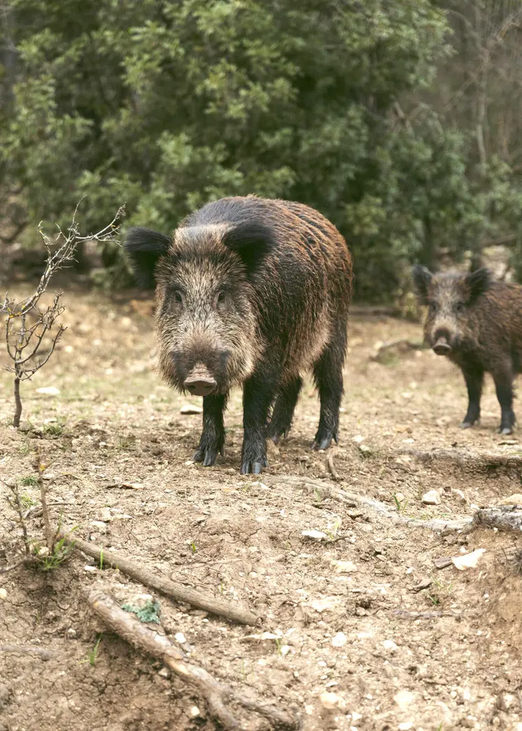 L’arrêté préfectoral offre plusieurs possibilités aux chasseurs pour intervenir avant l’ouverture générale, face aux dégâts causés par les sangliers.