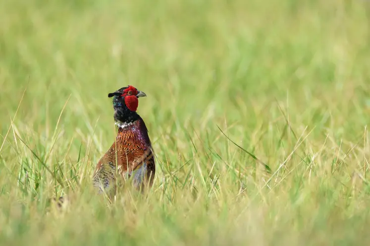 Environ 2 400 faisans seront relâchés chaque année jusqu'en 2026, dans le cadre du projet de réintroduction du faisan sauvage en Limagne.