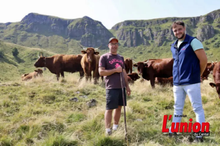 Deux éleveurs et leur troupeau salers, dans un paysage de montagne. 