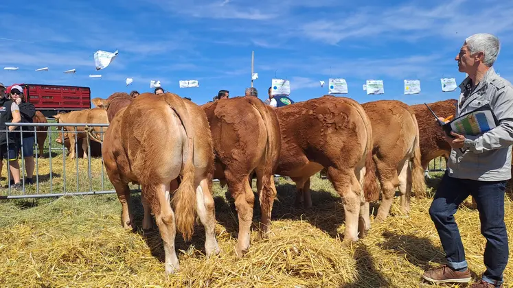 jugement d'animaux limousin