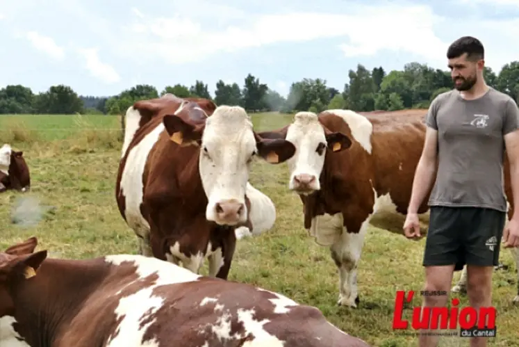 Éleveur de montbéliarde avec les animaux qu'il amène au comice.