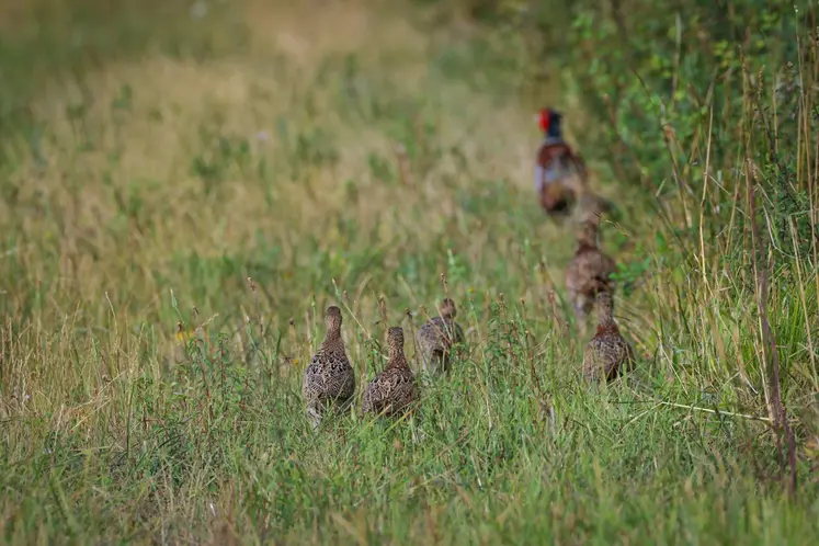 famille de faisans