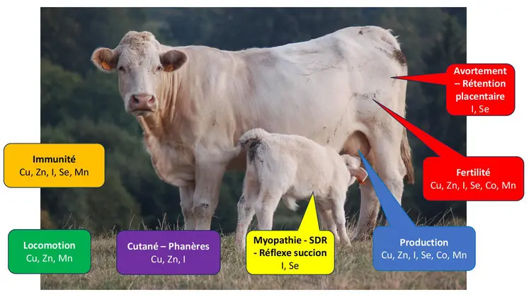 Les oligoéléments jouent un rôle déterminant dans le métabolisme des animaux et plus largement sur leur santé. A l’aide d’analyses sanguines, on peut estimer les statuts des 6 principaux : cuivre, zinc, sélénium, iode, cobalt, manganèse. Les prélèvements sont faits sur 5 vaches et acheminés à Terana Creuse (les analyses sont sous-traitées au LDA 85). GDS Creuse prend en charge 50 % de ces profils métaboliques.