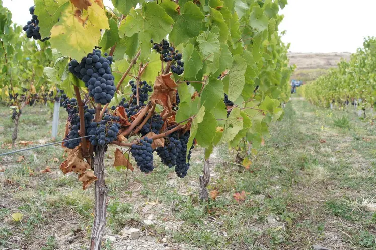 La succession des fortes chaleurs et de la pluie sur cette fin août, a précipité la maturation des raisins.