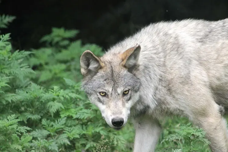 Le retour du loup en France a fait augmenter le nombre d'interventions et les effectifs de louvetiers dans les départements prédatés. 