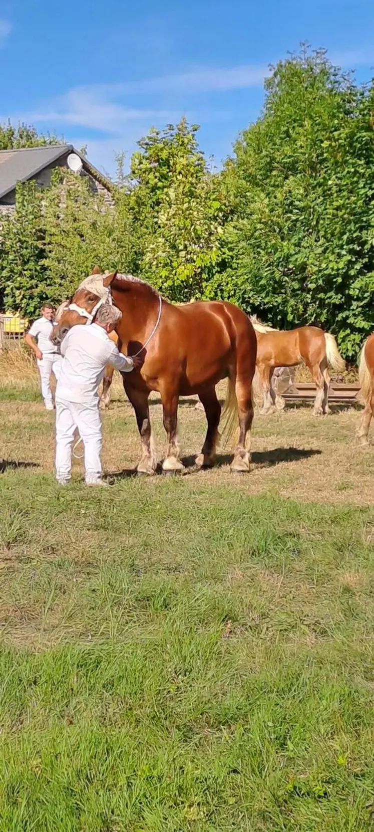 Le  prix de Championne adulte 2025 revient à Kalinka des Fruitières de Pascal Boncompain d’Yssingeaux.