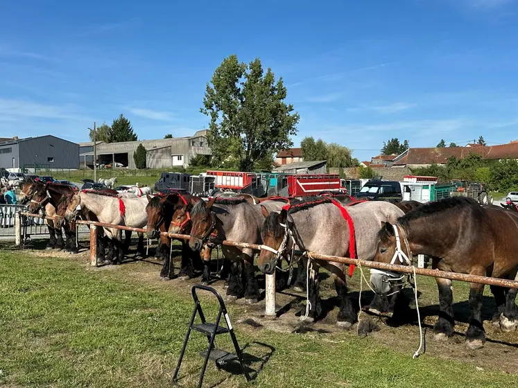 chevaux à l'attache
