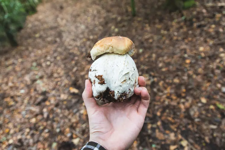 La cueillette aux champignons a aussi ses règles.