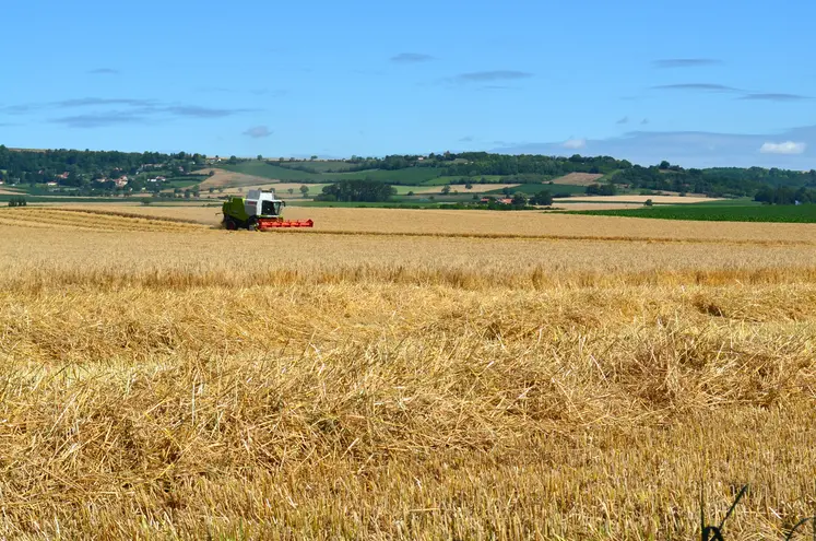 Les moissons 2025 ont donné des résultats dans la moyenne mais la présence d'ergot ampute les récoltes. 