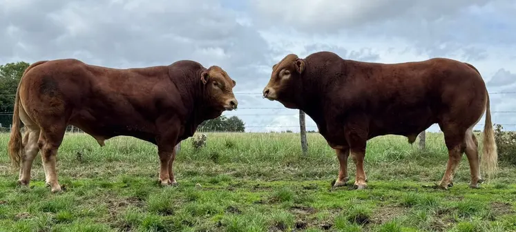 Ultime et Uranium au Gaec Lebourg.