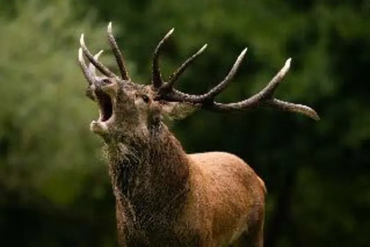 Rendez-vous les 4 et 5 octobre pour participer au comptage des cerfs de Creuse.
