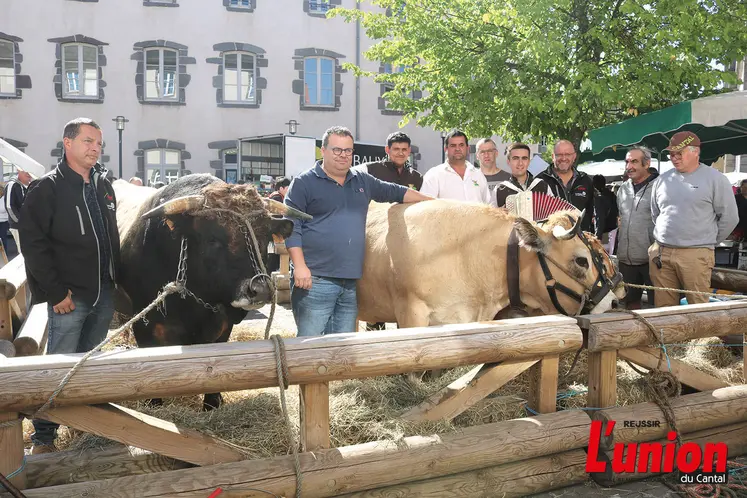 Des vaches aubrac avec des éleveurs autour