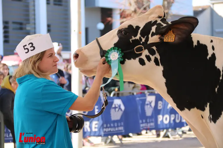 Une dame qui présente une vache prim'holstein