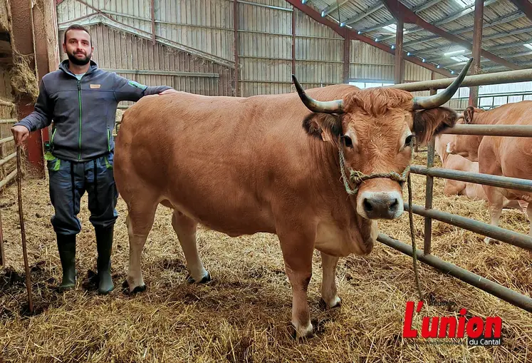 Un éleveur aux côtés de sa vache aubrac engraissée. 