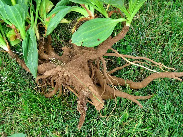 racines de gentiane