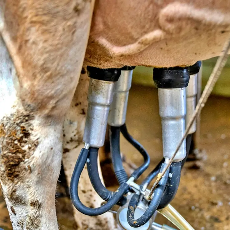 Pis de vache qui se fait traire