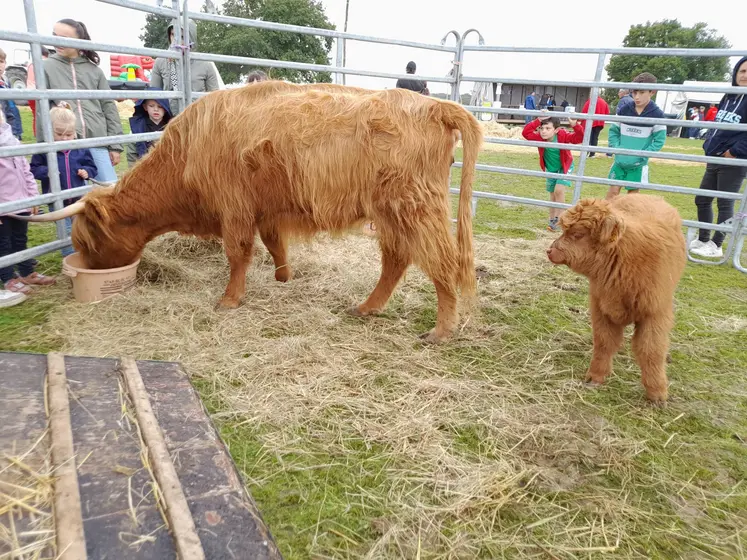 présentation de bovins
