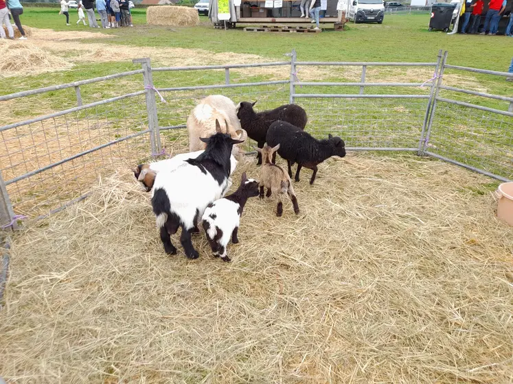 présentation de caprins