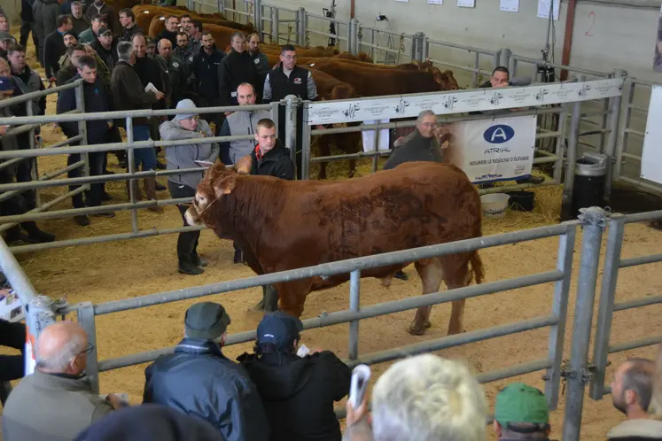 Victaur, né chez Isabelle Ballereau, a été le top price de cette vente.