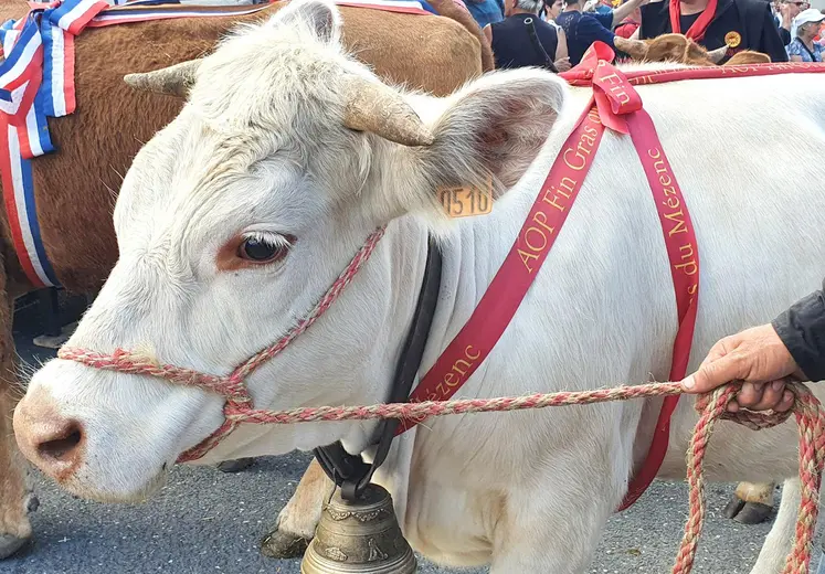 Lors de son AG, l'association Fin Gras du Mézenc a mis en avant la belle dynamique entre éleveurs, grossistes, bouchers et restaurateurs.
