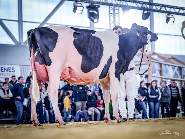 L'élevage Holstein altiligérien a ses stars à l'image de Saxo DC Championne jeune et Meilleure mamelle à Hol'Star 2025, ou 3ème de section à l'Open Dairy Show en novembre 2024 en Mayenne.