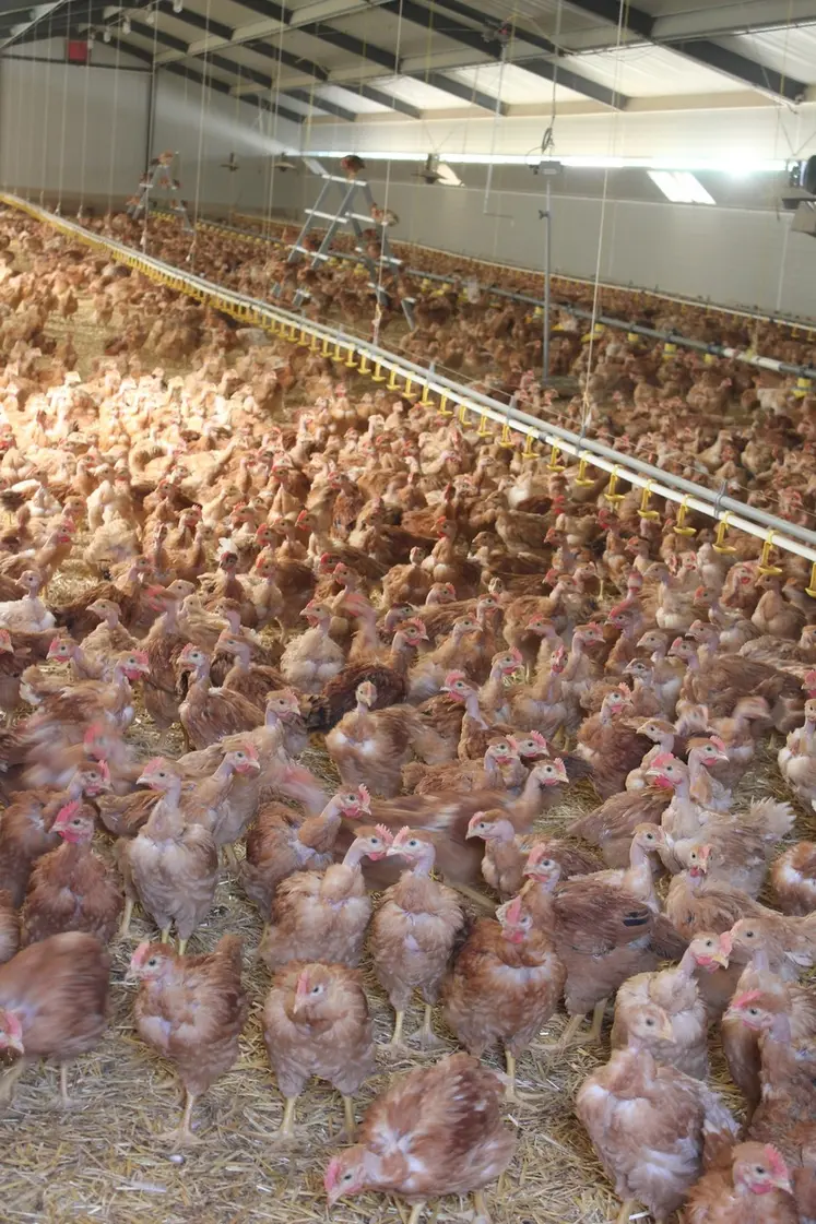 La Haute-Loire n'est pas concernée ; aucun foyer d'IAHP n'a été, à ce jour, recensé.