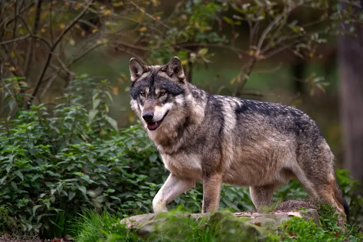 Une attaque de loup sur brebis et agneau, le 24 octobre dernier à la Tour d’Auvergne, a été confirmée par l’OFB