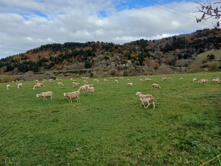 Sur les 8 premiers mois de l'année, seuls deux millions d’agneaux ont été abattus, soit 9 % de moins que l’an passé.
