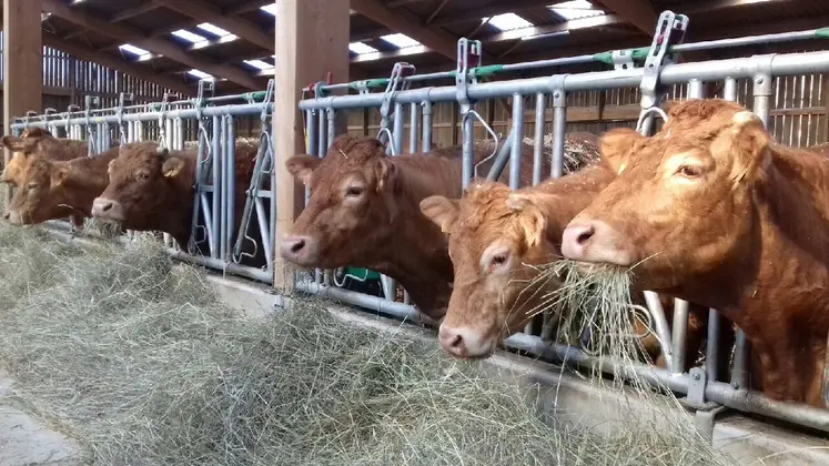 La rentrée en bâtiment est une période clé où se joue une bonne partie des performances économiques de l’élevage. C’est le moment de faire le point sur tous les sujets sanitaires de l’élevage, et notamment mettre les animaux dans un environnement agréable : chargement, ventilation, luminosité, qualité des litières, abreuvement&