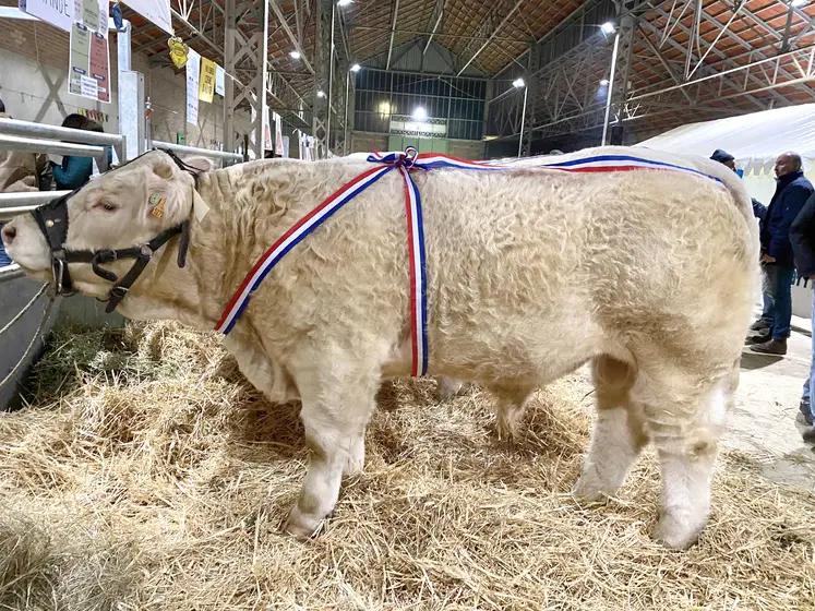 Alcapone, du GAEC Laboisse Simon et Benoît à Sauvagny, a remporté le premier prix d’honneur veau mâle du concours bovins reproducteurs.