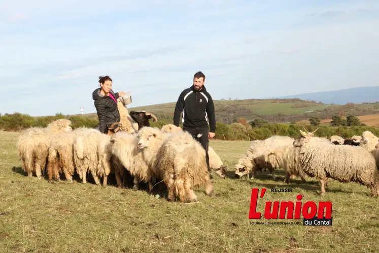 Deux personnes au miieu des moutons.