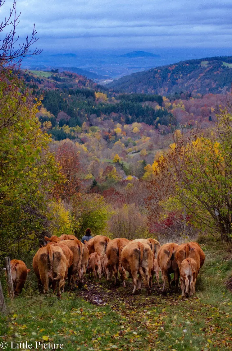 Léa Deligny, de Montusclat, est récompensée pour sa photo « En route vers le pré d’à côté ». 