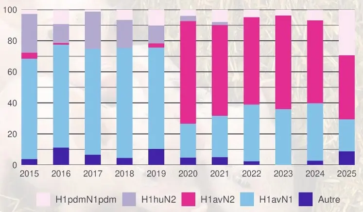 La possibilité de franchissement de barrière d’espèces pouvant conduire à une nouvelle pandémie est un risque majeur. Elle peut se faire directement à partir des oiseaux, mais plus probablement en passant par une autre espèce comme le porc. Les virus y sont donc régulièrement surveillés dans le cadre du réseau national de surveillance des virus influenza chez le porc (Résavip). On retrouve à la fois des virus d’origine humaine ou aviaire. Les éleveurs de volailles et de suidés sont ég...