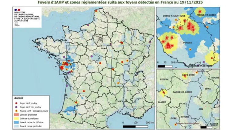 Les épizooties d’IAHP sont un parfait exemple du risque que font courir les virus influenza pour l’élevage. Il s’agit de virus de type H5 ou H7. À partir d’un réservoir sauvage, le virus provoque de graves conséquences sanitaires et économiques dans les élevages de volailles et de palmipèdes. Le passage du virus H5N1 sur les bovins, identifié aux USA, est une évolution récente avec un nouveau franchissement d’espèces.