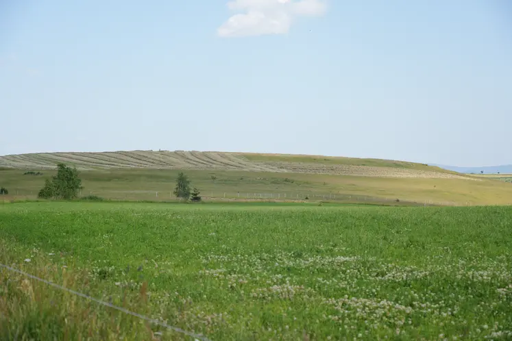 L'herbe, trésor du Massif central.
