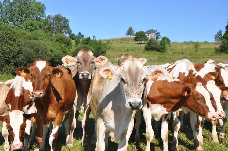 veaux laitiers.
