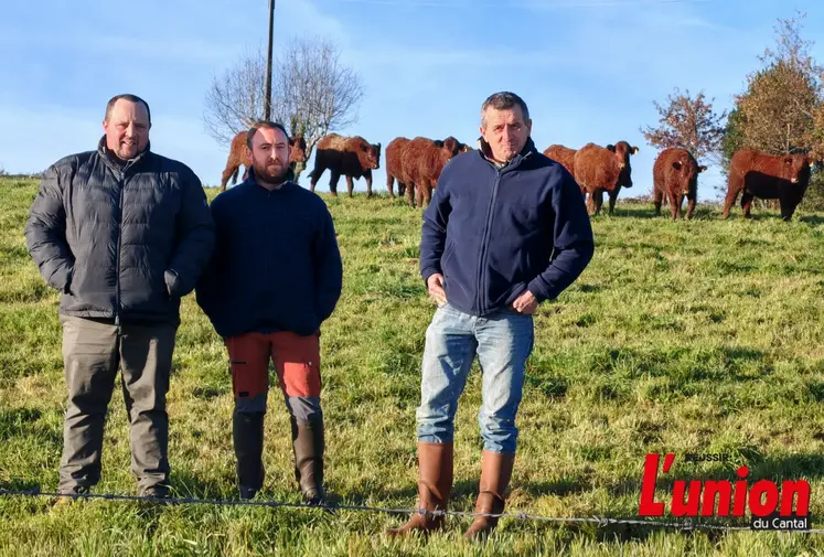 trois agriculteurs au premier plan et des vaches salers au second plan