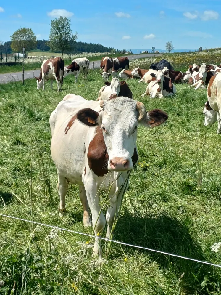 Vaches au pré